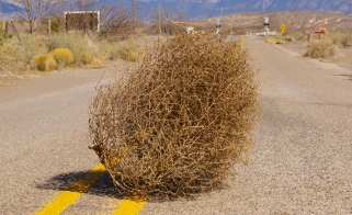 Name:  tumbleweed.jpg
Views: 1524
Size:  74.4 KB