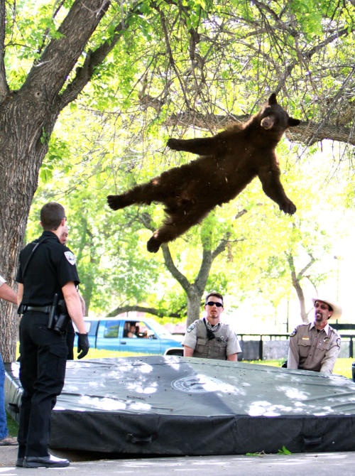 Name:  falling-bear-is-no-more.jpg
Views: 429
Size:  175.7 KB