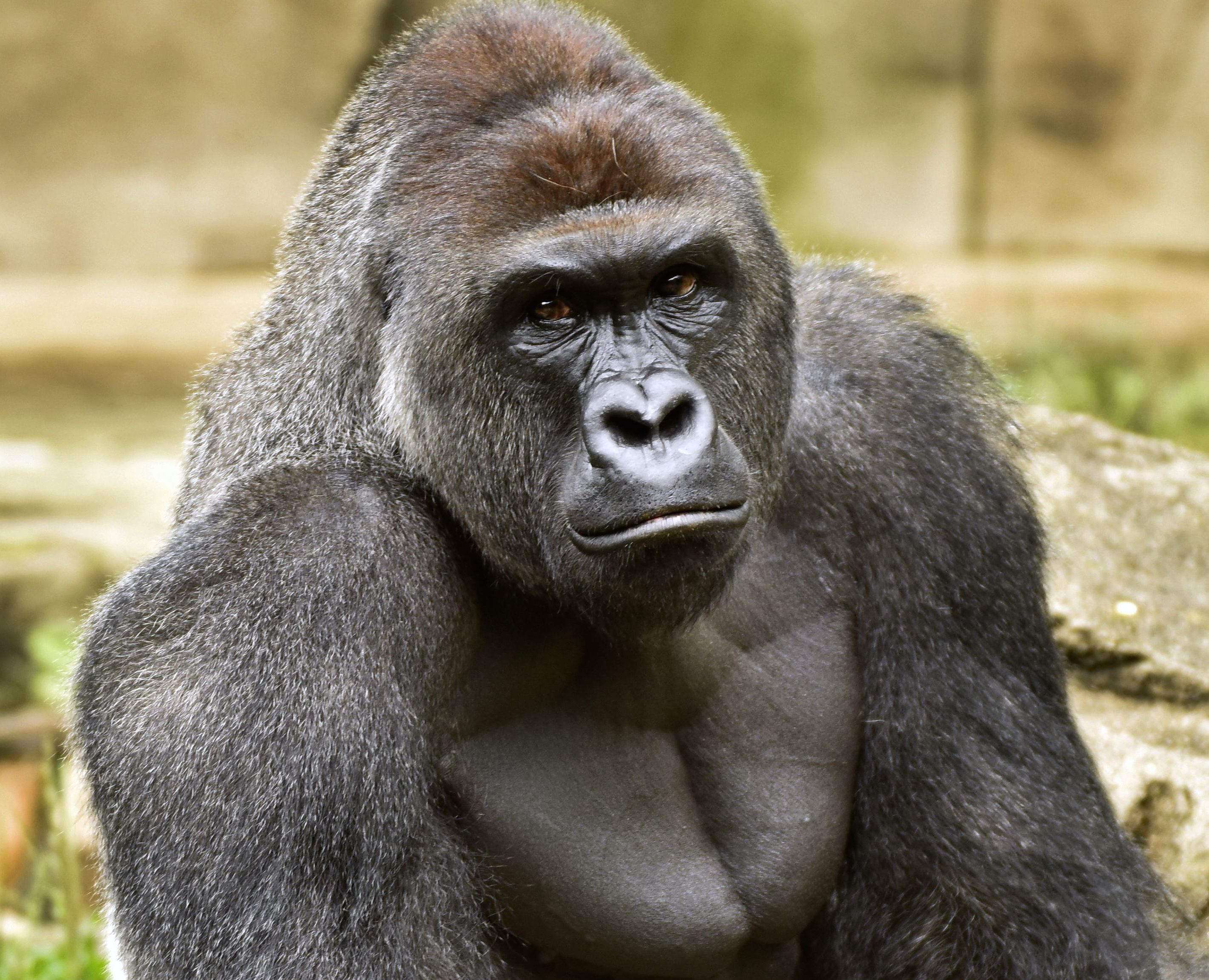 Name:  Harambe-1.jpg
Views: 879
Size:  897.2 KB