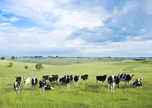 Name:  wisc+cows.jpg
Views: 359
Size:  111.6 KB