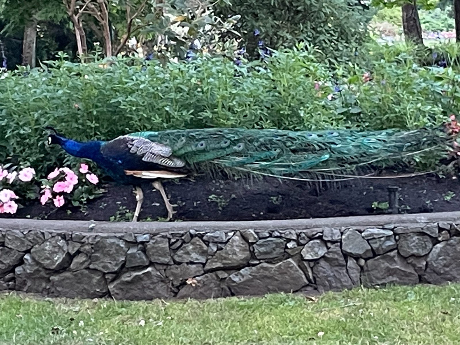 Name:  peacock-victoria.jpg
Views: 257
Size:  429.5 KB