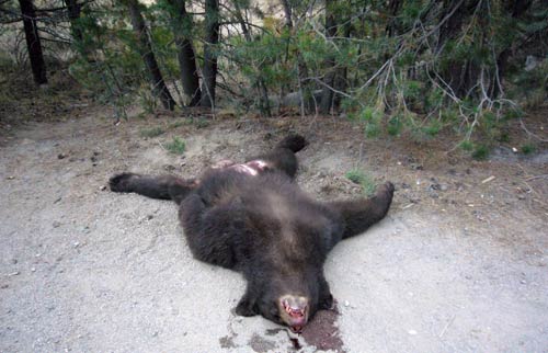 Name:  dead_bear_killed_and_poached.jpg
Views: 332
Size:  35.1 KB