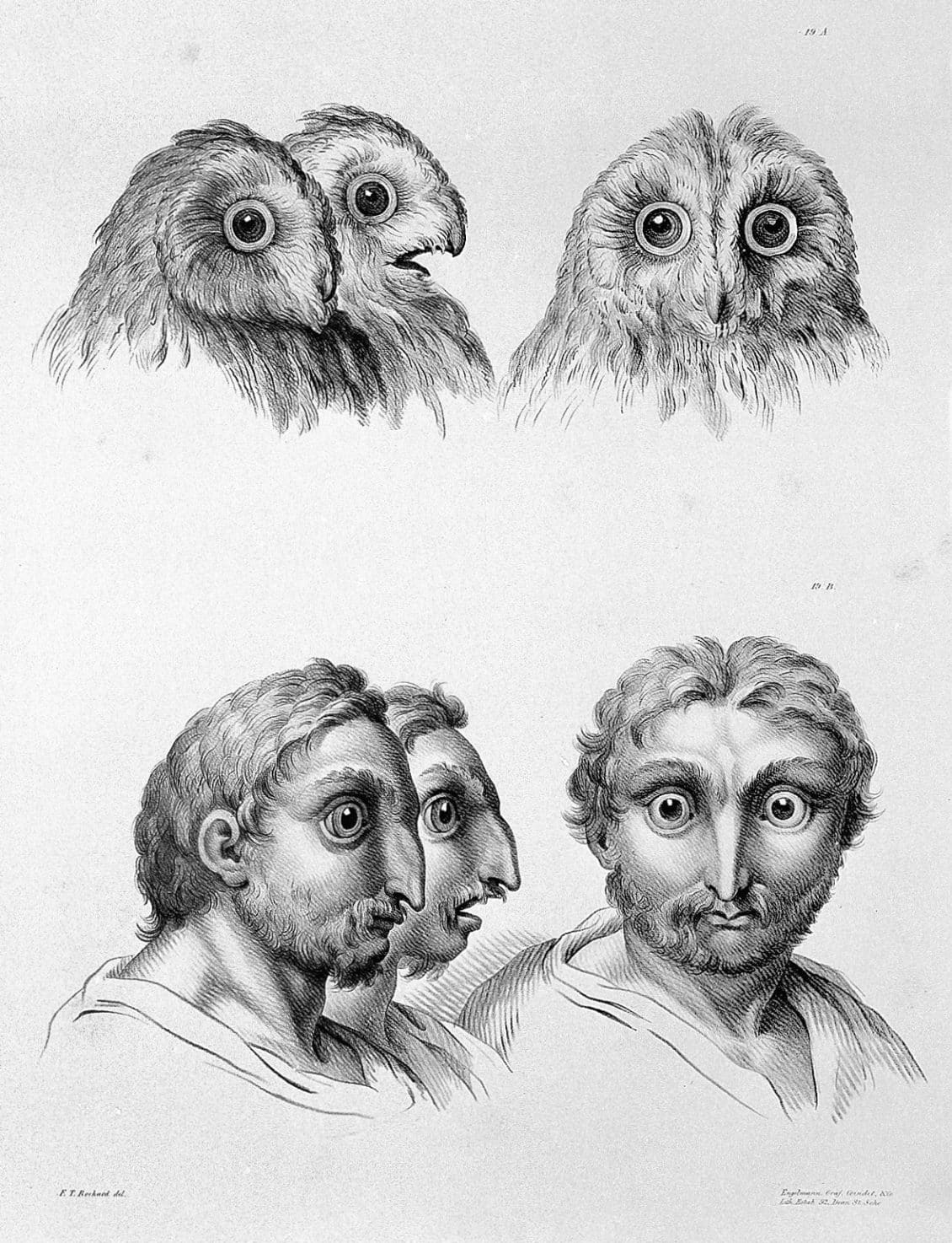 Name:  01-charles-le-brun-physiognomy-humans-evolved.jpg
Views: 415
Size:  286.3 KB