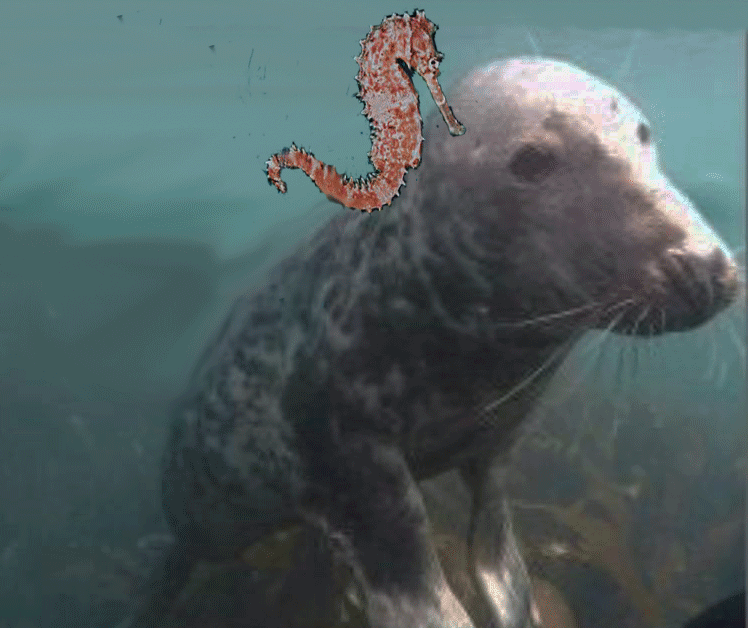 Name:  sealy.gif
Views: 133
Size:  184.9 KB