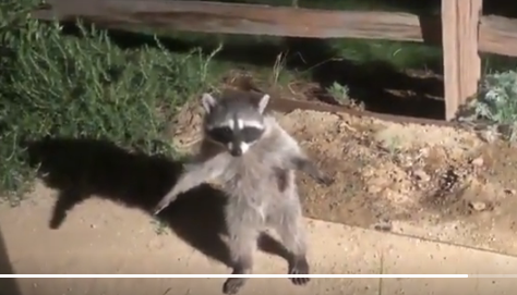 Name:  screencapture-ebaumsworld-videos-raccoons-attempt-to-act-natural-after-running-into-a-human-8615.png
Views: 299
Size:  199.0 KB