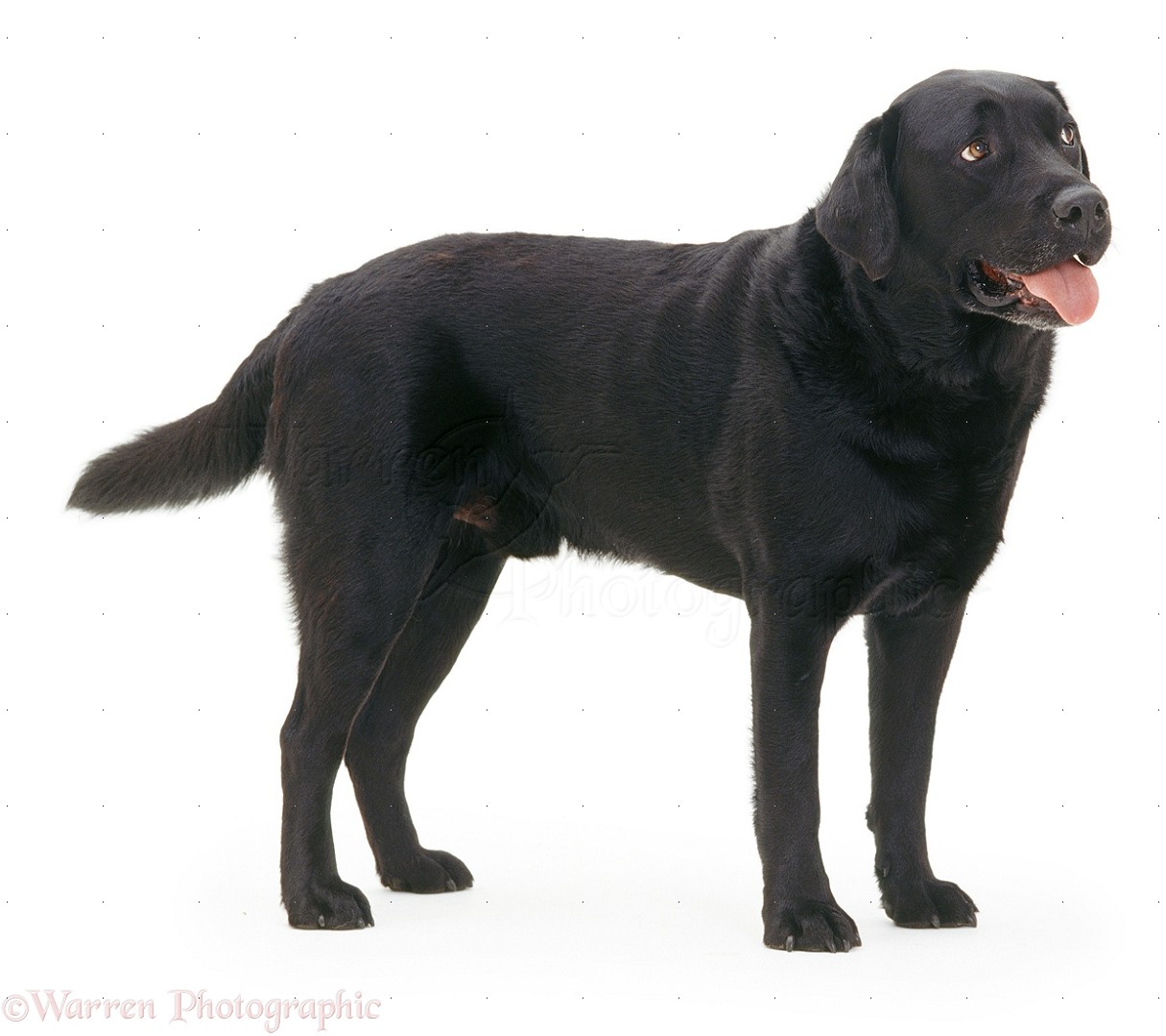 Name:  08060-Black-Labrador-white-background.jpg
Views: 424
Size:  152.9 KB