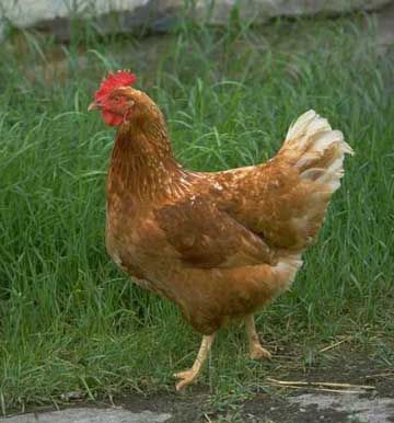 Name:  chicken.jpg
Views: 496
Size:  25.2 KB