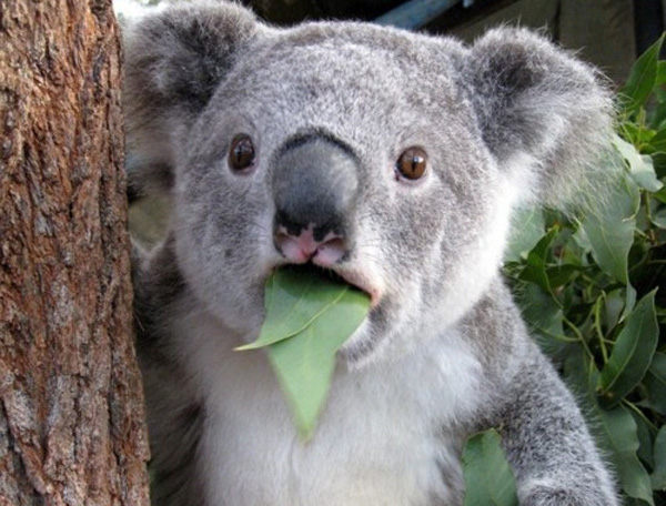 Name:  suprised-koala-eating-leaf_20120507155540.jpg
Views: 3250
Size:  109.4 KB