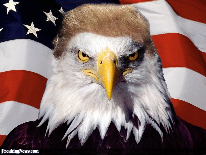 Name:  Trump-s-Bald-Eagle--124865.jpg
Views: 311
Size:  111.7 KB
