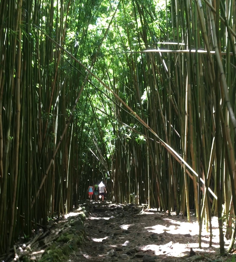 Name:  bamboo.jpg
Views: 716
Size:  429.7 KB
