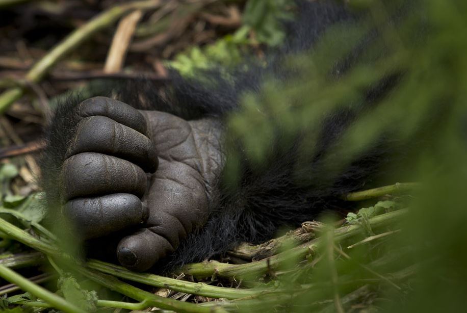 Name:  hand gorilla.JPG
Views: 493
Size:  74.6 KB
