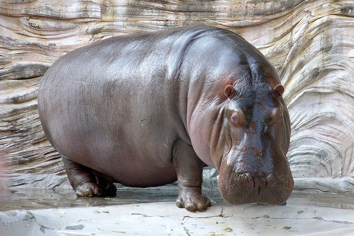 Name:  1200px-Hippopotamus_-_04.jpg
Views: 330
Size:  343.8 KB