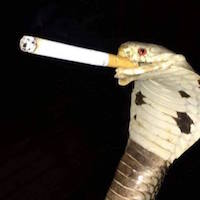 Smoking Truth Snake's Avatar